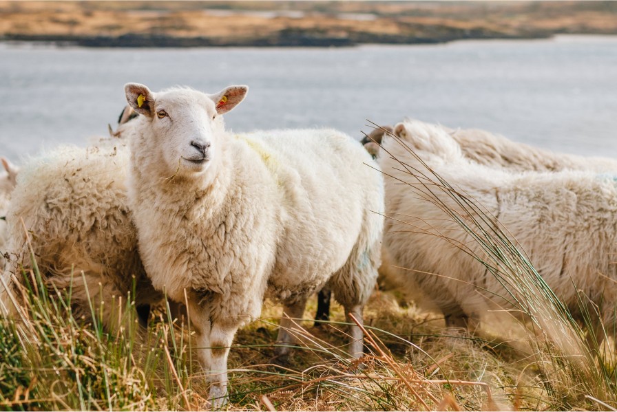 Advocating for an end to live export