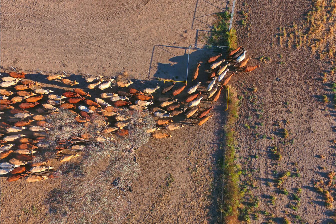 Cattle on a farm being herded